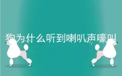 狗为什么听到喇叭声嚎叫