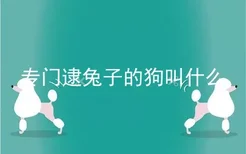 专门逮兔子的狗叫什么