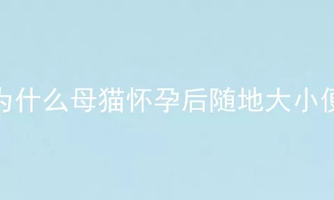 为什么母猫怀孕后随地大小便