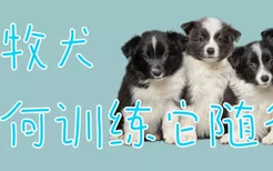 边牧犬如何训练它随行