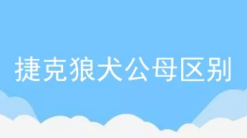 捷克狼犬公母区别