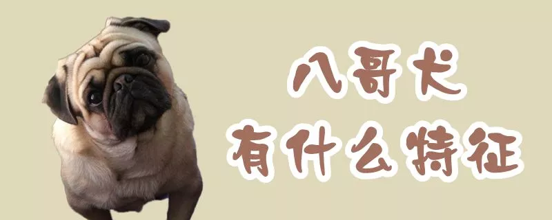 八哥犬有什么特征