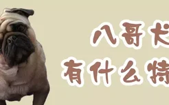 八哥犬有什么特征