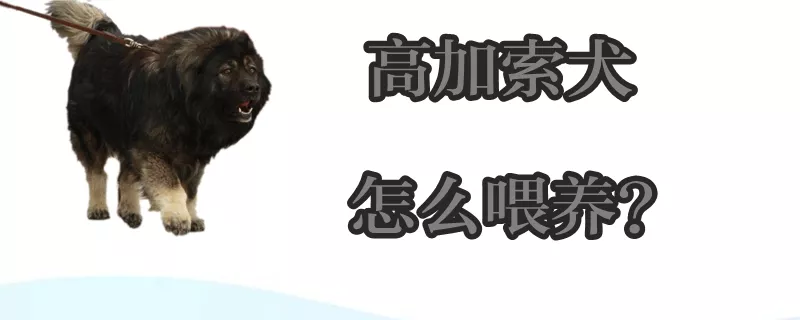 高加索犬怎么喂养