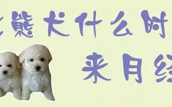 比熊犬什么时候来月经