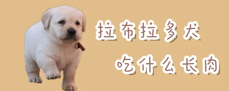 拉布拉多犬吃什么长肉