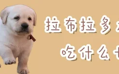 拉布拉多犬吃什么长肉