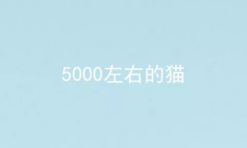 5000左右的猫