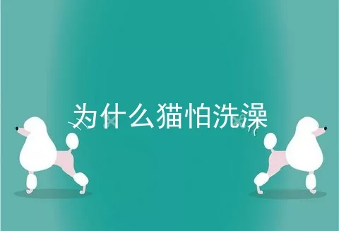 为什么猫怕洗澡