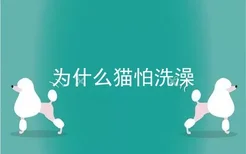 为什么猫怕洗澡