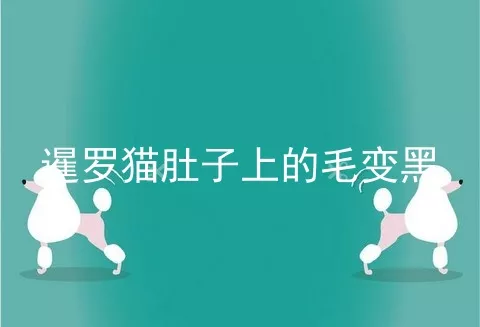 暹罗猫肚子上的毛变黑