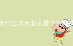 莱州红幼犬怎么挑个好的狗