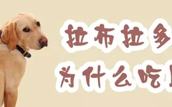 拉布拉多犬为什么吃屎