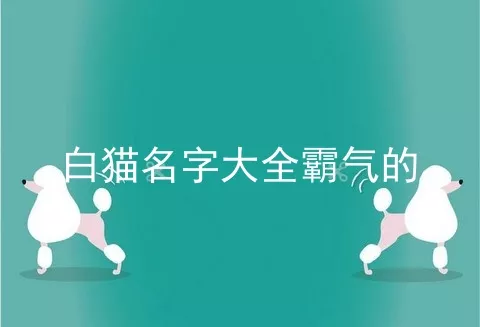 白猫名字大全霸气的