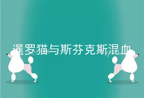 暹罗猫与斯芬克斯混血