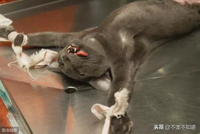 猫知道自己被绝育了吗(母猫知道自己被绝育了吗)