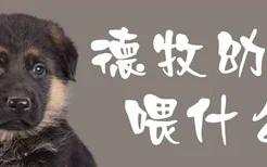 德牧幼犬喂什么