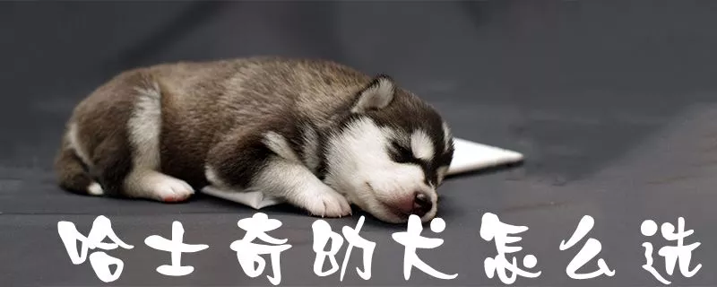 哈士奇幼犬怎么选1