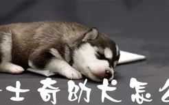 哈士奇幼犬怎么选