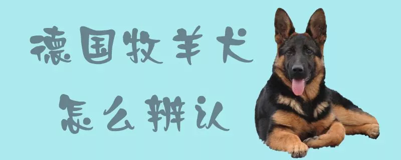 德国牧羊犬怎么辨认1