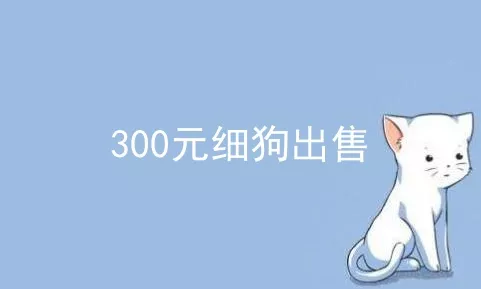 300元细狗出售