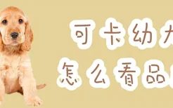 可卡幼犬怎么看品相