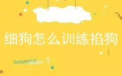 细狗怎么训练掐狗