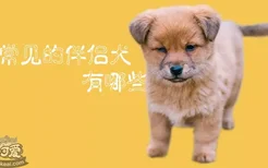 常见的伴侣犬有哪些？