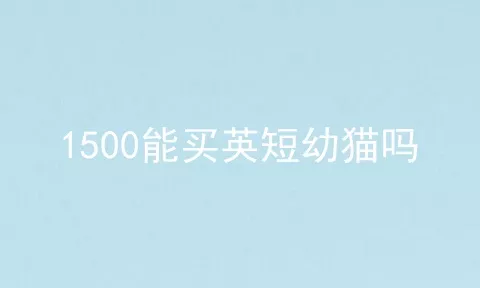 1500能买英短幼猫吗