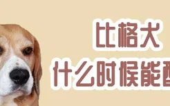 比格犬什么时候能配种