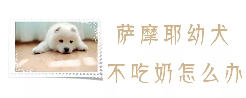 萨摩耶幼犬不吃奶怎么办