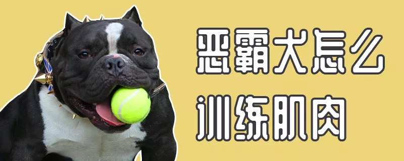 恶霸犬怎么训练肌肉