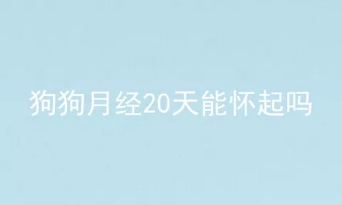 狗狗月经20天能怀起吗