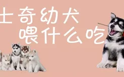 哈士奇幼犬喂什么吃