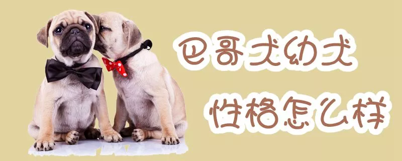 巴哥犬幼犬性格怎么样