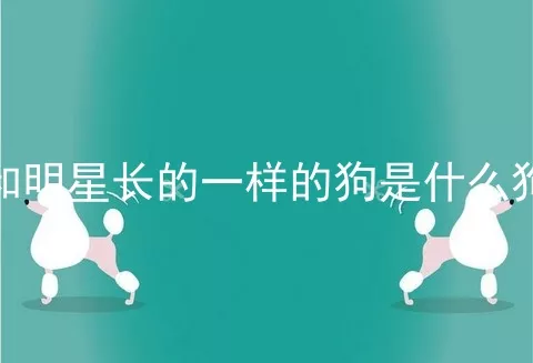 和明星长的一样的狗是什么狗