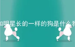 和明星长的一样的狗是什么狗