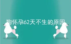 狗怀孕62天不生的原因