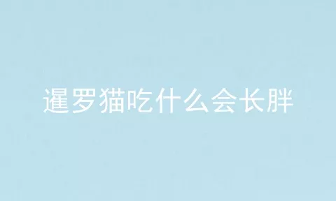 暹罗猫吃什么会长胖