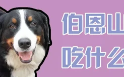 伯恩山犬吃什么