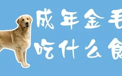 成年金毛犬吃什么食物