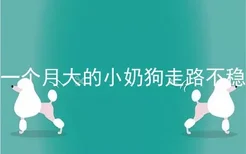 一个月大的小奶狗走路不稳