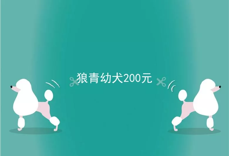 狼青幼犬200元