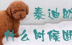 泰迪幼犬什么时候断尾