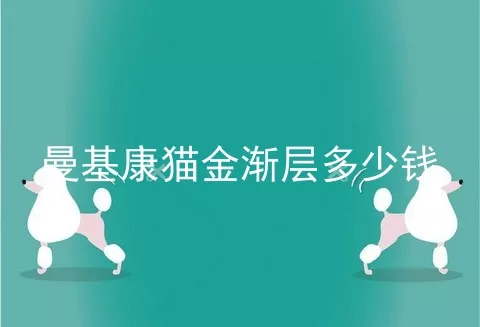 曼基康猫金渐层多少钱