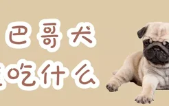 巴哥犬能吃什么