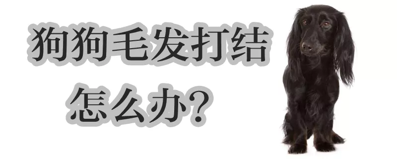 狗狗毛发打结怎么办