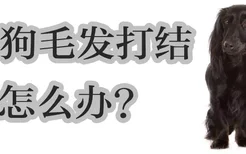 狗狗毛发打结怎么办