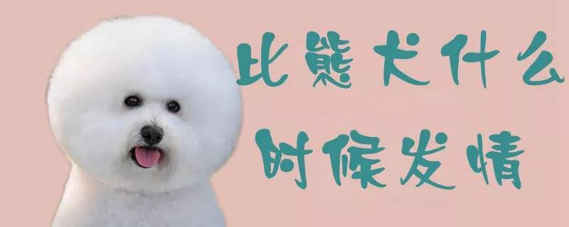 比熊犬什么时候发情1