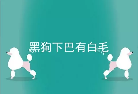 黑狗下巴有白毛